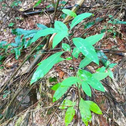 纯天然山胡椒苗 牛筋树苗雷公子苗假死柴苗野胡椒苗 浓香型树苗