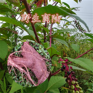 纯天然新鲜商陆500克 见肿消章柳根牛大黄山红人参新鲜中药材现挖