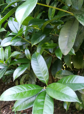 新鲜桂花树叶现摘带枝发货绿色新鲜树叶桂花叶真树叶手工叶脉材料