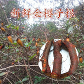 金樱蔃 纯天然金樱子根500克 新鲜现挖刺梨根 脱骨丹新鲜金樱子根