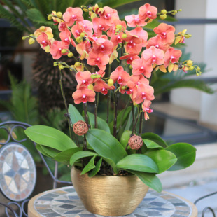 迎财金桔中大型蝴蝶兰室内盆栽开业乔迁生日元旦迎财年宵花礼品