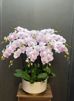 蝴蝶兰兰科室内四季开花礼品