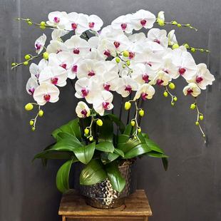 上海同城蝴蝶兰室内盆栽带花特级家居展厅开业升迁生日礼品