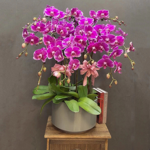 蝴蝶兰大财主大花型室内家居盆栽桌面开业乔迁结婚年宵花卉