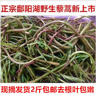 2斤江西特产正宗鄱湖野生红梗藜蒿当季新鲜去叶篱蒿黎蒿芦蒿野菜