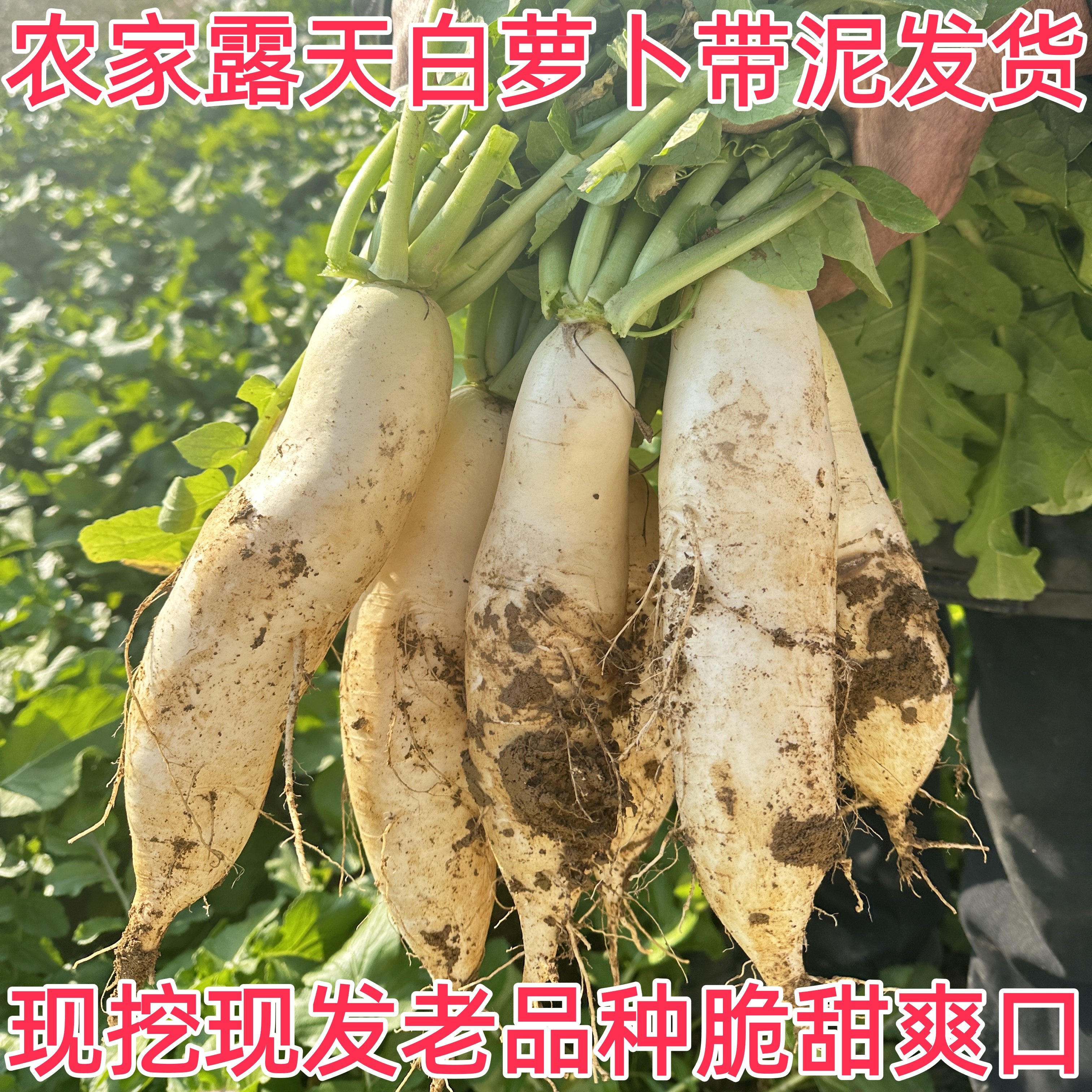 10斤江西农家自种脆嫩白萝卜现挖