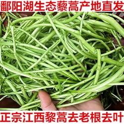 5斤江西鄱阳湖藜蒿黎蒿新鲜上市去叶泥蒿现摘当季芦蒿时令蔬菜