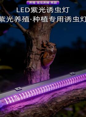 低压LED紫光诱虫灯引虫灯果园养殖水产养殖蝼蛄喇喇蛄知了诱捕灯