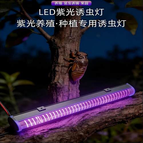 低压LED紫光诱虫灯知了诱捕灯