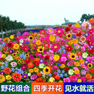 波斯菊种子野花组合花种籽子四季开花易活花种室外混合花种格桑花