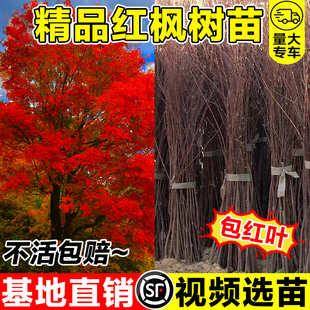 红枫树苗四季中国红庭院红枫小苗日本红枫小苗园林绿化苗木工程苗