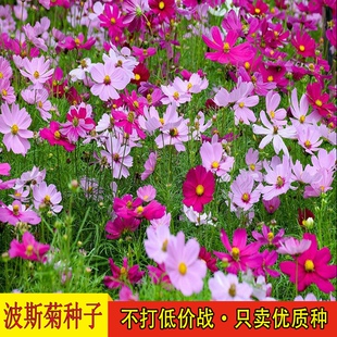 矮杆混色波斯菊种子格桑花野花组合绿化花海草花籽百日草