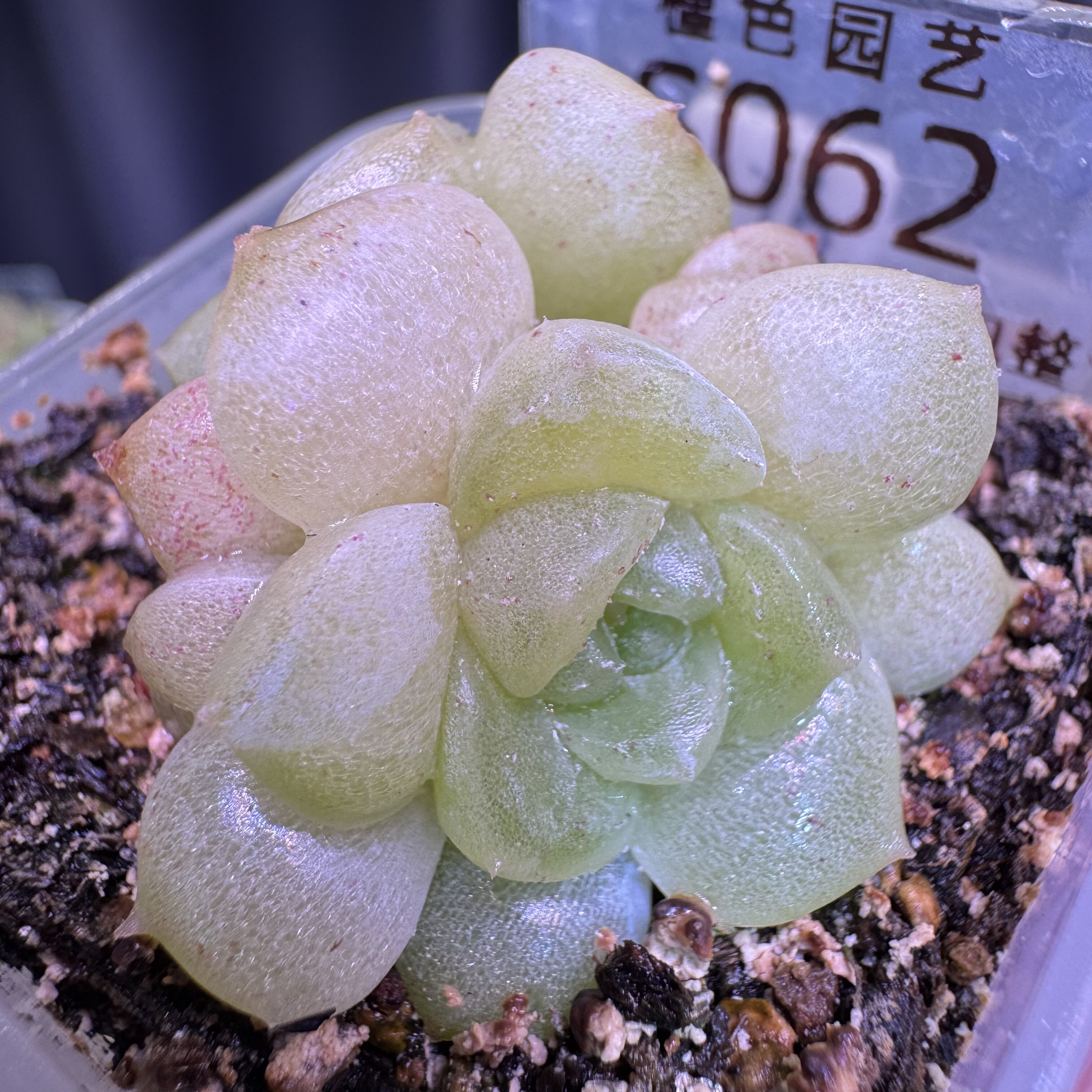 S062 溏心（三头）一物一拍 38包邮