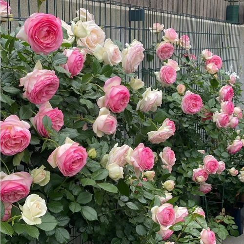 藤本月季别墅爬藤多季开花玫瑰