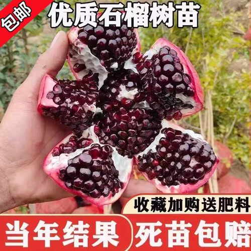 石榴树突尼斯软籽特大庭院果树地栽盆栽当年结果大红袍石榴树树苗