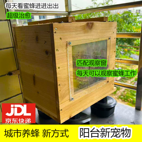 阿坝中蜂带王活蜂蜂群新手易养