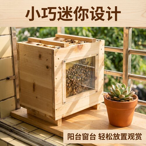 阿坝中蜂带王活蜂蜂群新手易养