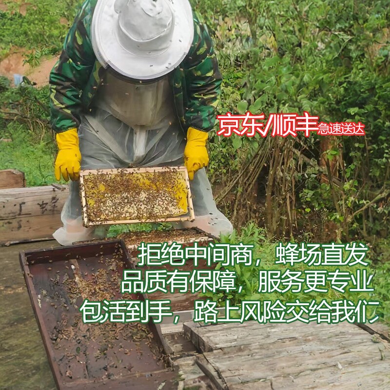 顺丰蜜蜂蜂群中锋带箱活群中华蜂土蜂笼蜂群重庆中蜂蜂群出售蜂王