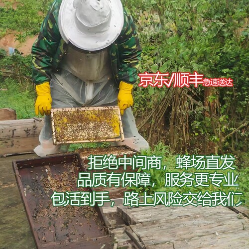 顺丰蜜蜂蜂群中锋带箱活群中华蜂土蜂笼蜂群重庆中蜂蜂群出售蜂王