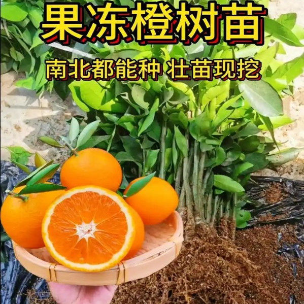 嫁接果冻橙树苗南北方种植盆栽地栽脐橙树苗爱媛38号果冻橙树苗子