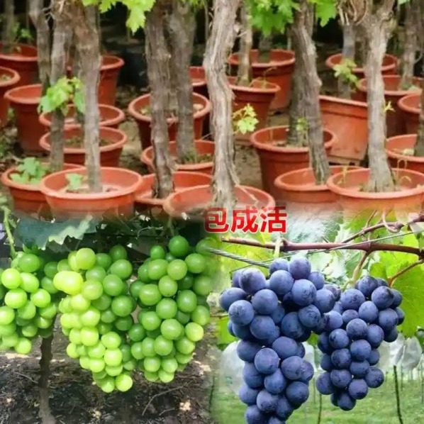 巨峰葡萄树苗阳光玫瑰葡萄苗耐寒南方北方种植果树苗盆栽庭院爬藤