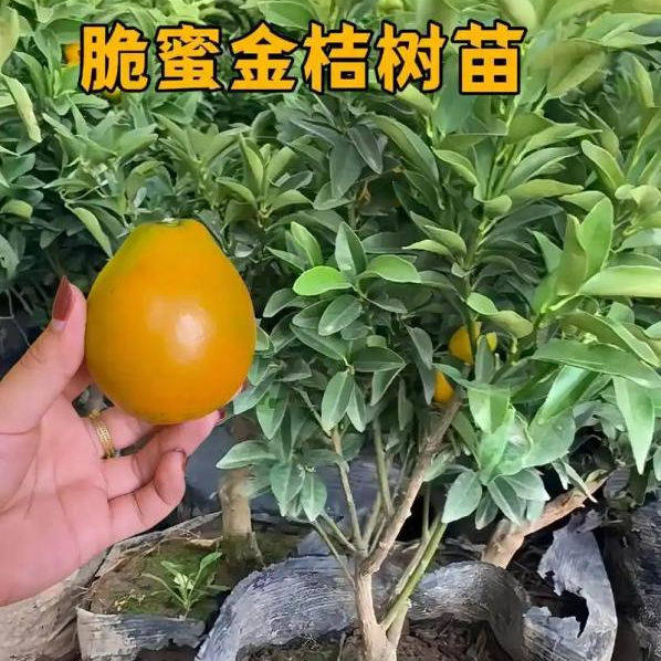 脆蜜金桔树苗嫁接脆蜜金桔苗盆栽地栽南北方种植树苗当年结果树苗