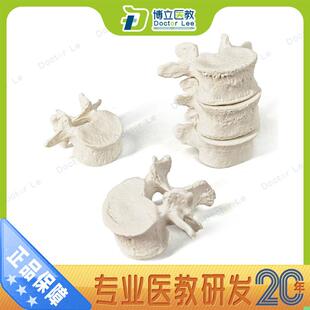 医学人体5节腰椎散骨模型 脊椎正骨推拿手术练习人体标本模型