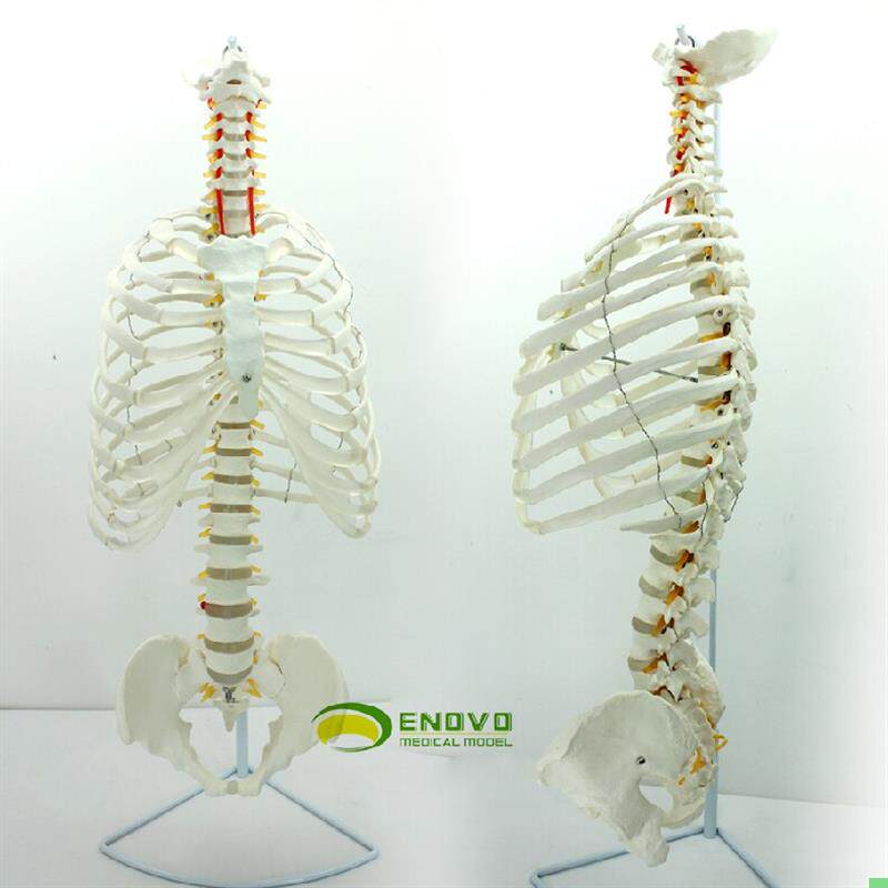 ENOVO颐诺医学人体脊柱模型脊椎骨盆整骨胸骨肋骨胸腔骼模骨架型