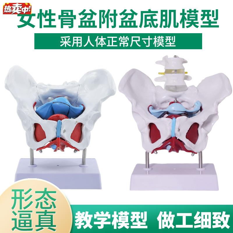 骨盆模型女性骨盆及盆底肌肉模型盆腔器官骨骼解剖l结构造教学医