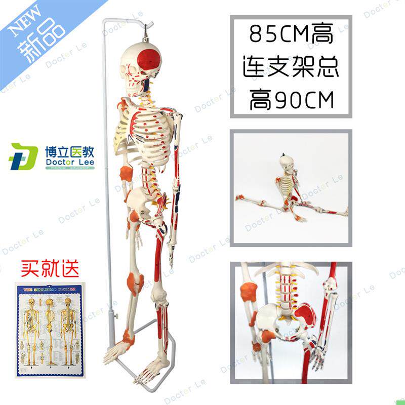 美术艺用医学85CM人体骨骼模型骨骼骨架教学模型带韧带