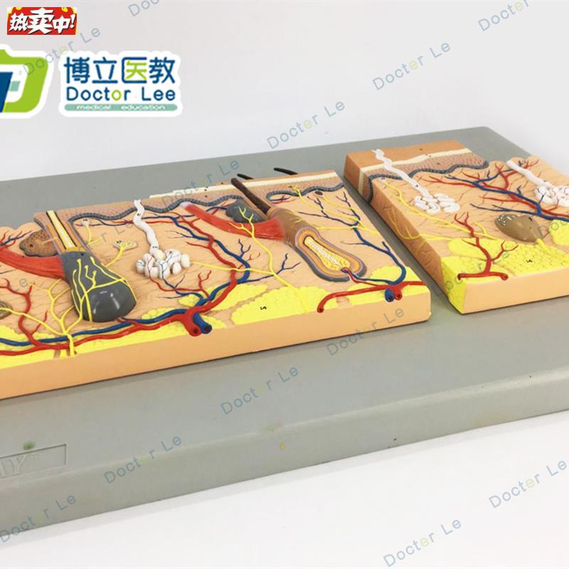 平面皮肤模型皮肤组织结构放大平面皮肤Q模型人体皮肤解剖模型