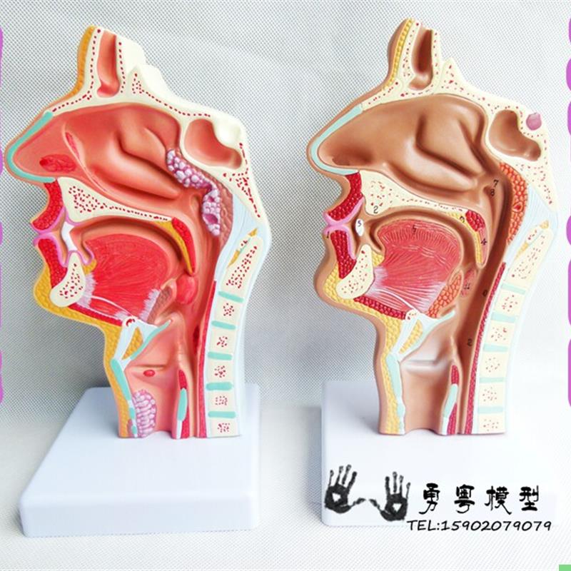 头部解剖模型 口鼻咽喉内侧面血管神经模型 人体鼻腔口腔咽喉解剖