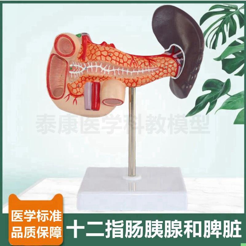 十二指肠模型胰腺脾脏消化器官人体肝脏胆管血管分布病理肝脏临床