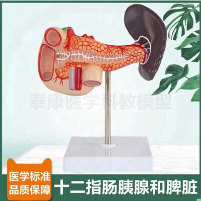 十二指肠模型胰腺脾脏消化器官人体肝脏胆管血管分布病理肝脏临床
