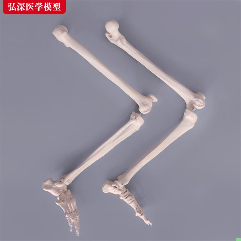 腿骨模型人体下肢关节股骨胫骨腓骨脚掌骨骼结构医学教学教具模具