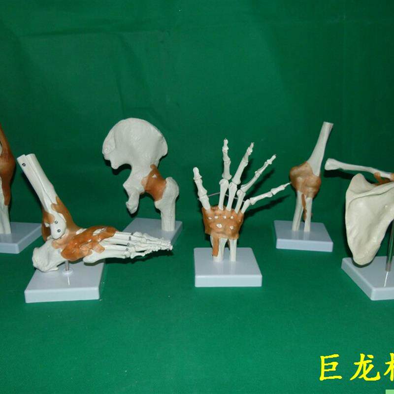 一比一人体六大关节骨骼 骷髅 骨架 教学模型肩肘髋足手膝