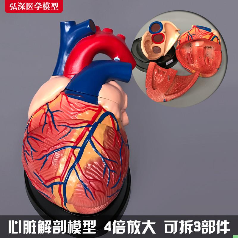 心脏模型4倍放大人体内脏器官解剖血管动静脉弘深医学教学模具