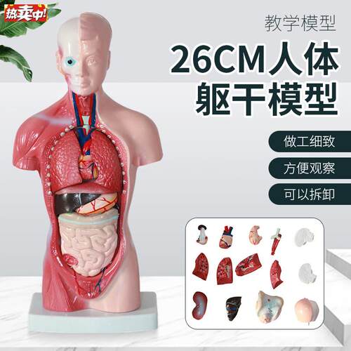 26cm人体躯干模型可N拆卸内脏心脏解剖模型医学儿童玩具躯干通用