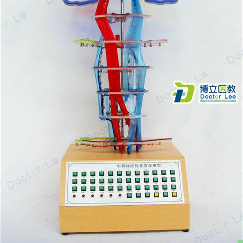 教学中枢传导电动模型 神经系统模型 神经传导 中枢神经系统模型