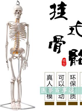 厂家直销 85CM骨骼模型 教学模型 椎间盘附有脊神经 微型全副骨骼