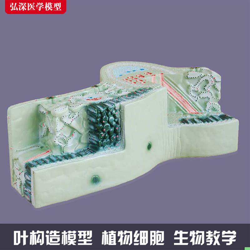树叶构造模型植物细胞组织结构叶脉纵横切面生物教学模具道具教具