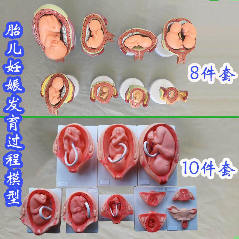 胎儿妊娠发育过程模型8件套10件套医学教具人体骨骼医用婴儿生殖