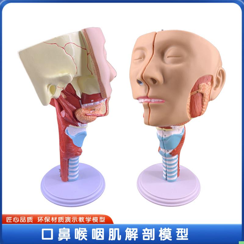 政河咽模型喉解剖模型 咽喉模型 口鼻子鼻腔模型 舌肌解剖头模型