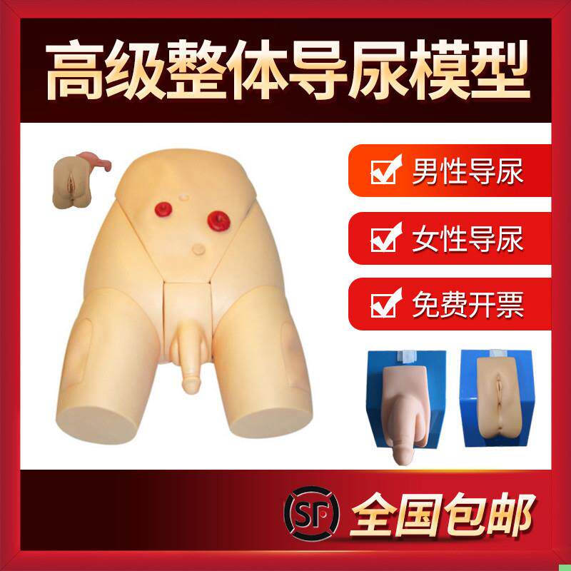 男女性别可互换整体导尿模型 着装式内外生殖器模具 护士导尿练习