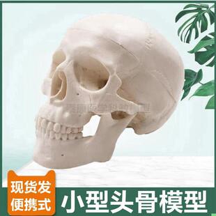 头骨模型可活动口腔牙齿骨性标志颅骨结构鼻骨仿真骨髅头美术玩具