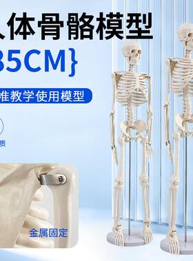 85cm人体骨骼模型 全身骨架人体模型成人小骷髅教学模型脊椎模型