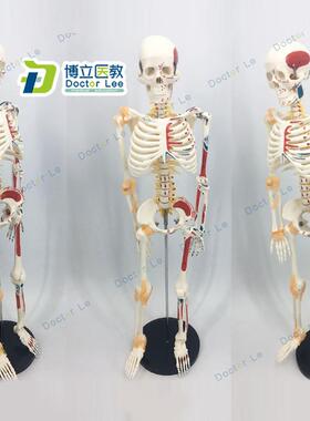 可活动骨架标肌肉解剖脊椎骷髅小针刀正骨针灸85cm人体骨骼模型