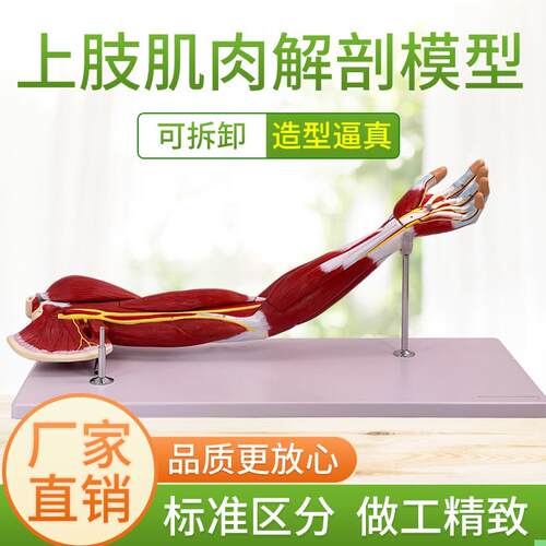 医学 自然大上肢肌肉解剖模型人体运动系统手臂肌肉神经血管下肢