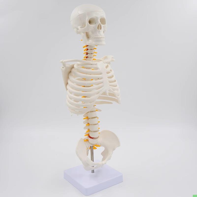 桌上型人体胸腔骨骼脊柱肋骨骶髂关节脊神经半身骨骼医用教学美术