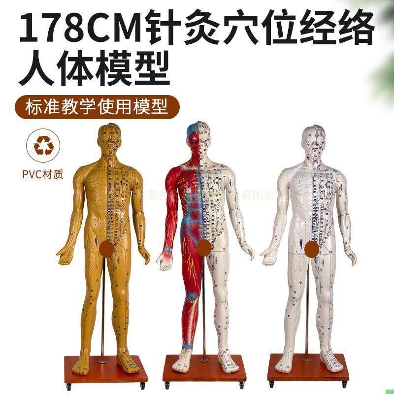 170 178CM针灸穴位人体经络模型人中医按摩全身铜人皮人络通图